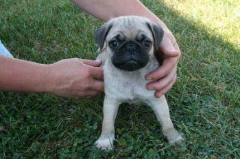 Puppies for Sale